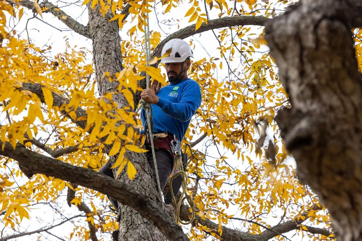Skilled Emergency Tree Service crew working in La Salle